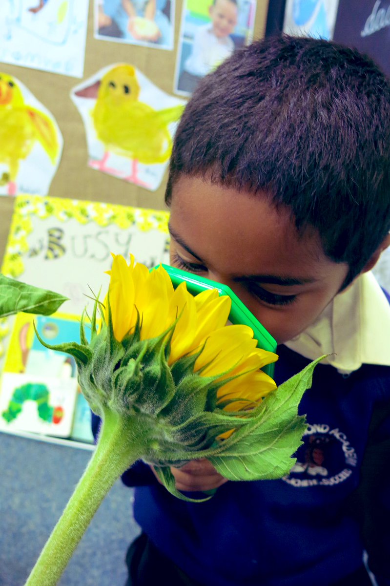 misssmythe_HT's tweet photo. Closely observing nature 🌻🔎✨
#EYFS #EarlyYears #Sunflowers #ObservationalDrawings https://t.co/qg2dEgtiZo