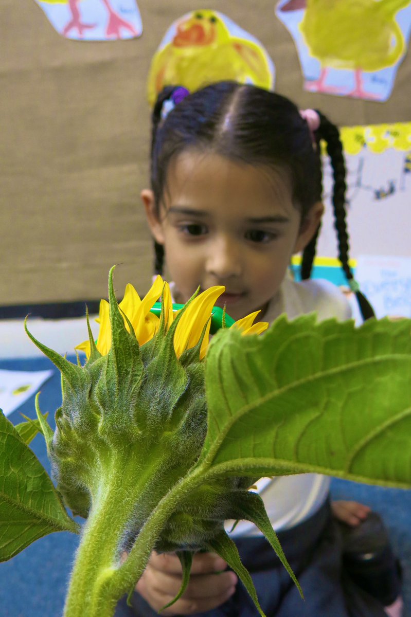 misssmythe_HT's tweet photo. Closely observing nature 🌻🔎✨
#EYFS #EarlyYears #Sunflowers #ObservationalDrawings https://t.co/qg2dEgtiZo