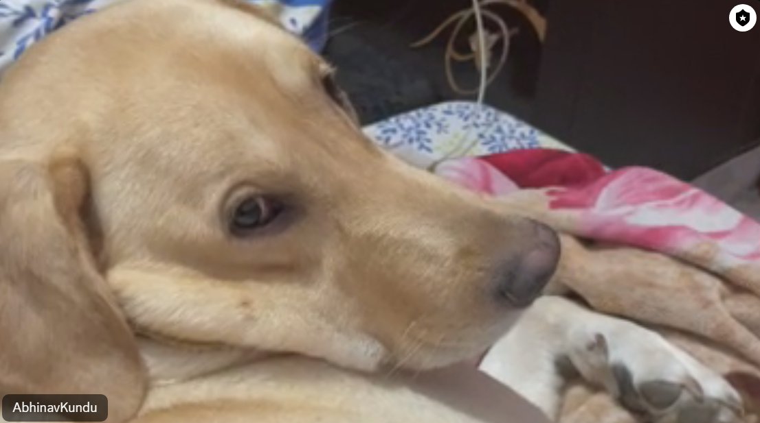 W Wushang Kukur <a href="/DankRishu/">Rishabh Arora</a>