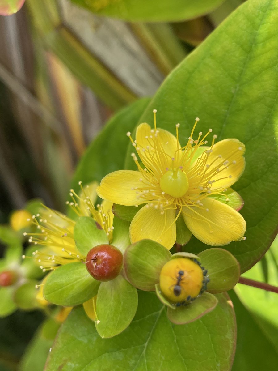 frdvil's tweet image. Tutsan or #hypericum androsaemum #wildflowerhour