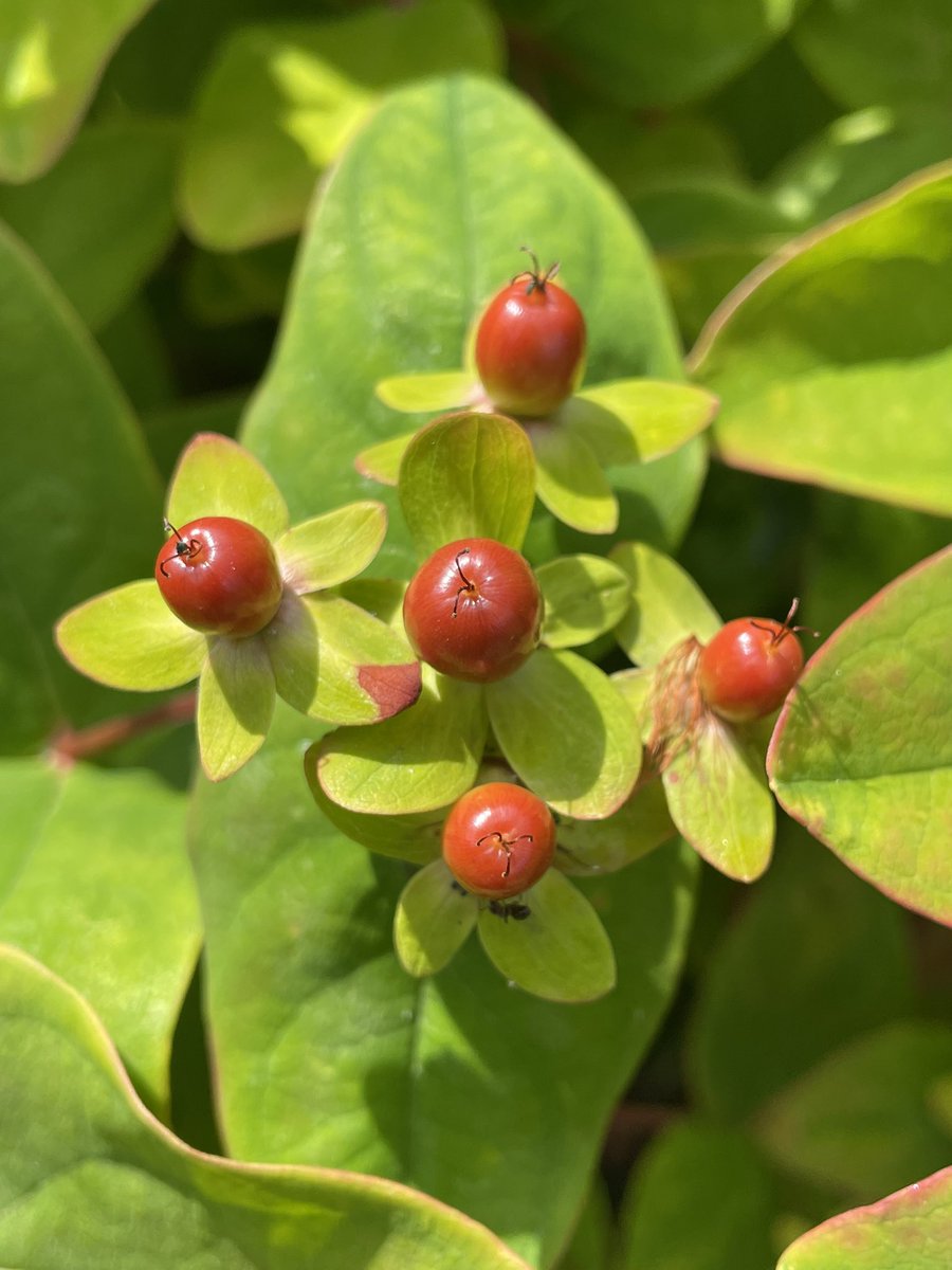 frdvil's tweet image. Tutsan or #hypericum androsaemum #wildflowerhour