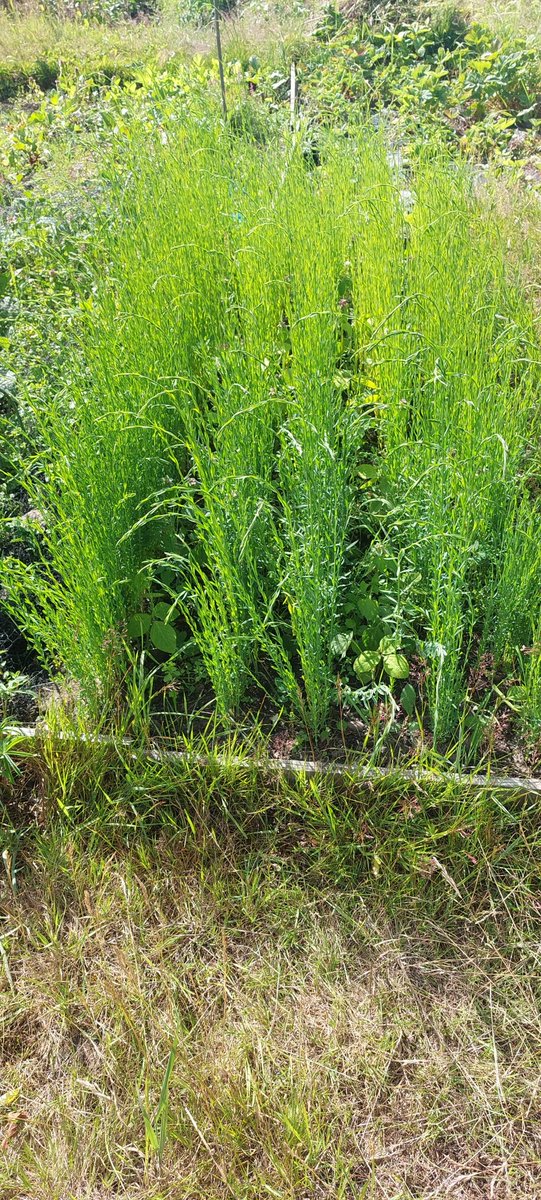 AlisonKarley's tweet photo. What a difference a week makes - sunshine and rain has really brought on my community #FlaxFieldLab plot. @TheLothianLass @SoilAssocScot @IFarmers #FlaxScotland https://t.co/2rmJfzNGEb