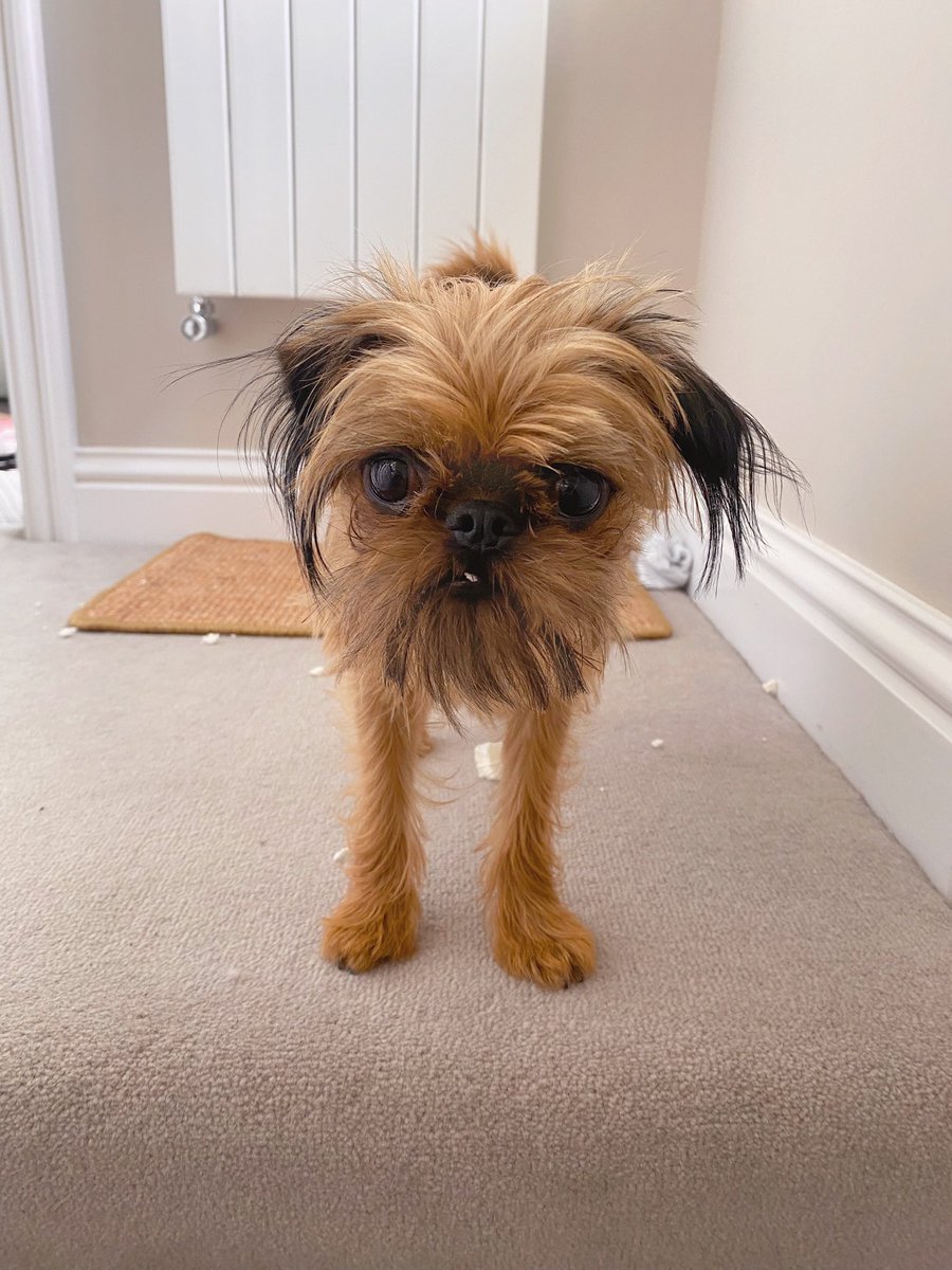 Mandiedoodle's tweet photo. @CaraLisette This is Ivan https://t.co/VLRZcbqZe5
