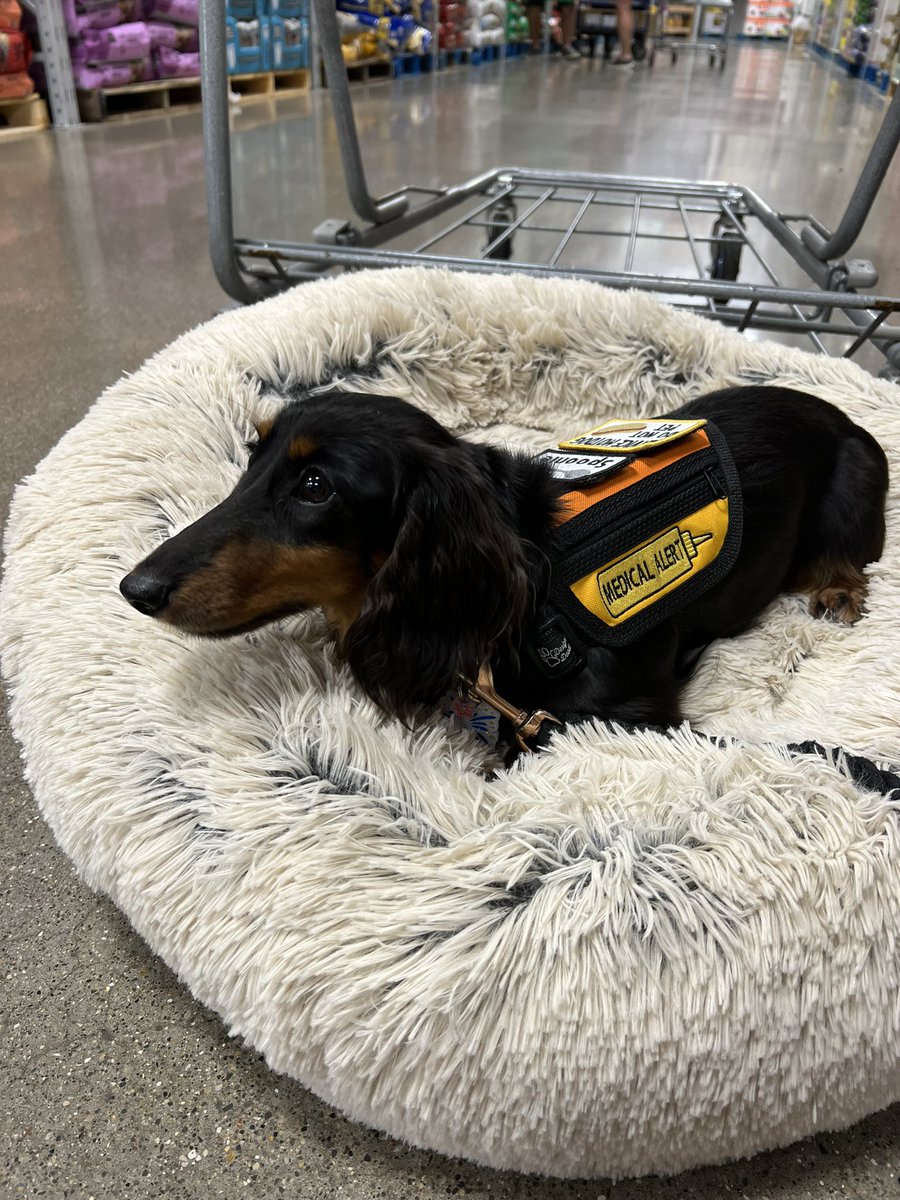 lifewithweenies's tweet photo. Tried getting dad to let us take this bed home. 😂 https://t.co/KRTi3yvpCA