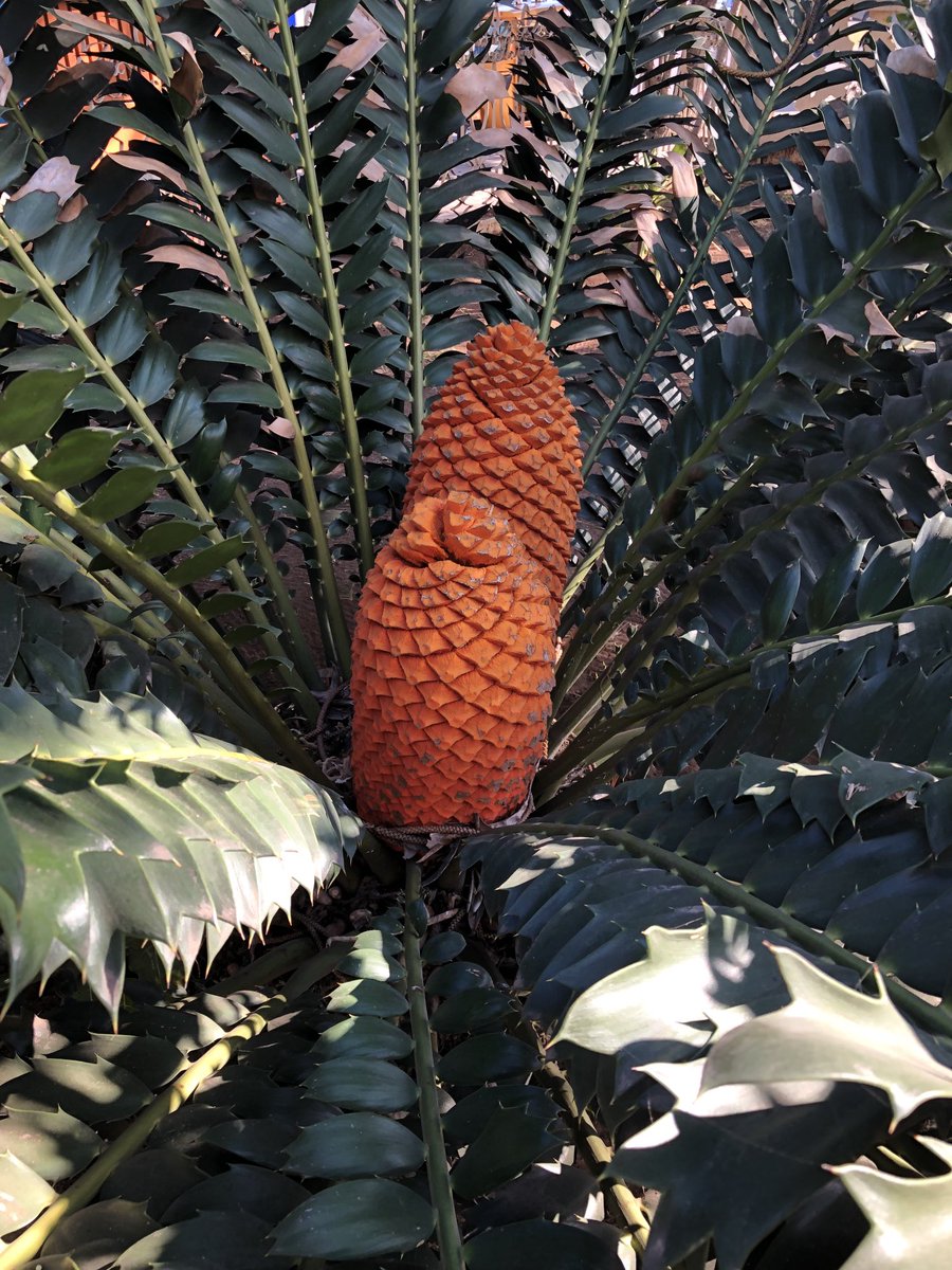 NareshUn's tweet photo. Felt exhilarated  at sight of twin male cones of a ferocious cycad, Encephalartos ferox at entrance of Natural History Museum in #maputo, #mozambique. First described in 1851, this Zamia is amazingly healthy for a living fossil. #mozambiqueflora https://t.co/9lHvXMLuHc