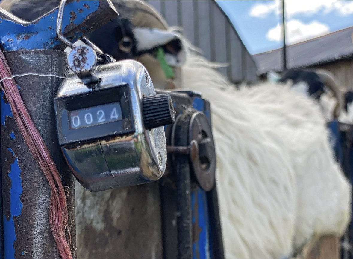 woolismybread's tweet image. Ladies que patiently to be clipped .. we worked quickly to beat the rain 🌧️ 🐑🌧️🐑🌧️🐑🌧️🐑🌧️🐑🌧️🐑🌧️🐑🌧️🐑🌧️🐑🌧️🐑🌧️🐑🌧️🌧️🐑