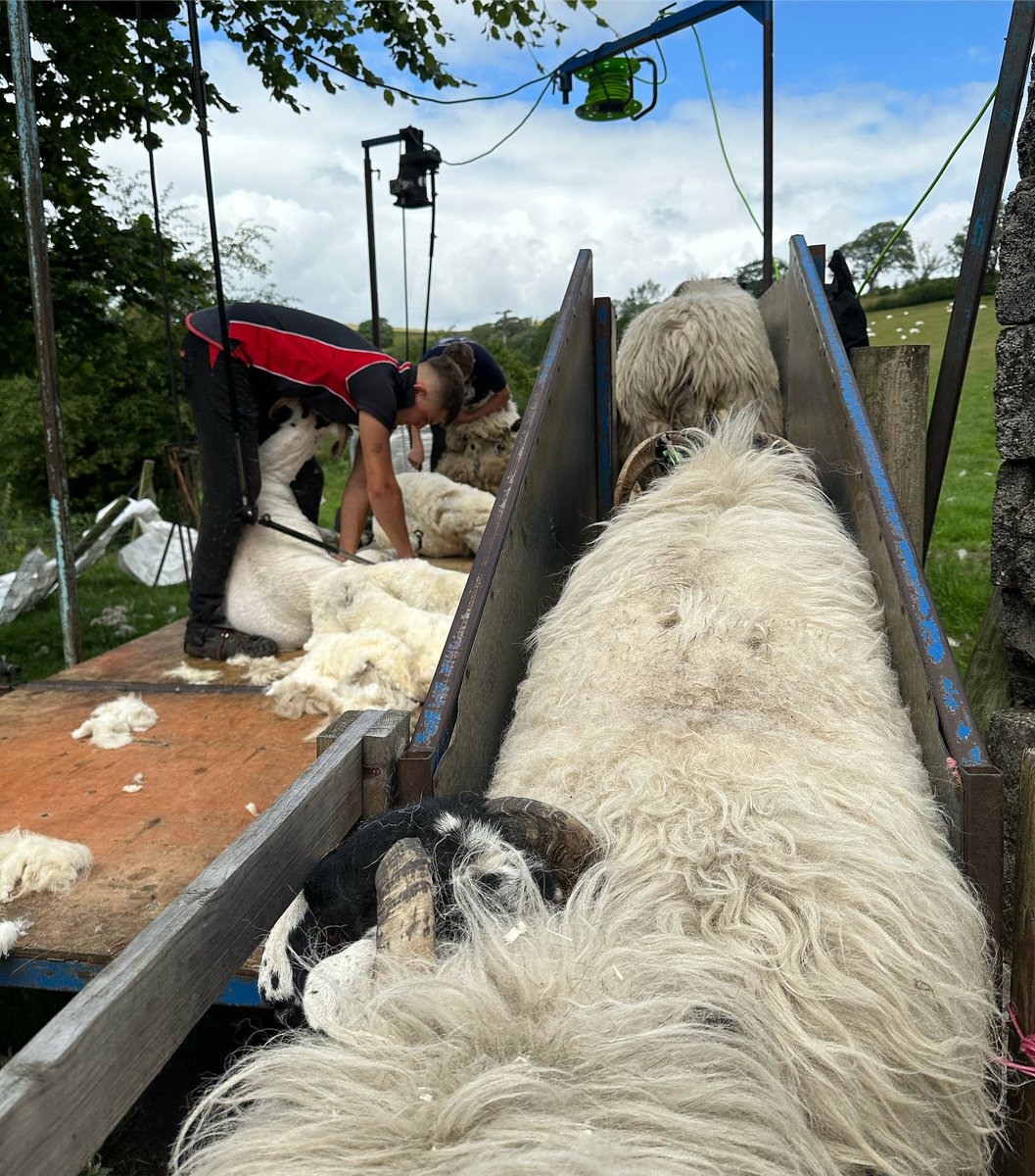 woolismybread's tweet image. Ladies que patiently to be clipped .. we worked quickly to beat the rain 🌧️ 🐑🌧️🐑🌧️🐑🌧️🐑🌧️🐑🌧️🐑🌧️🐑🌧️🐑🌧️🐑🌧️🐑🌧️🐑🌧️🌧️🐑