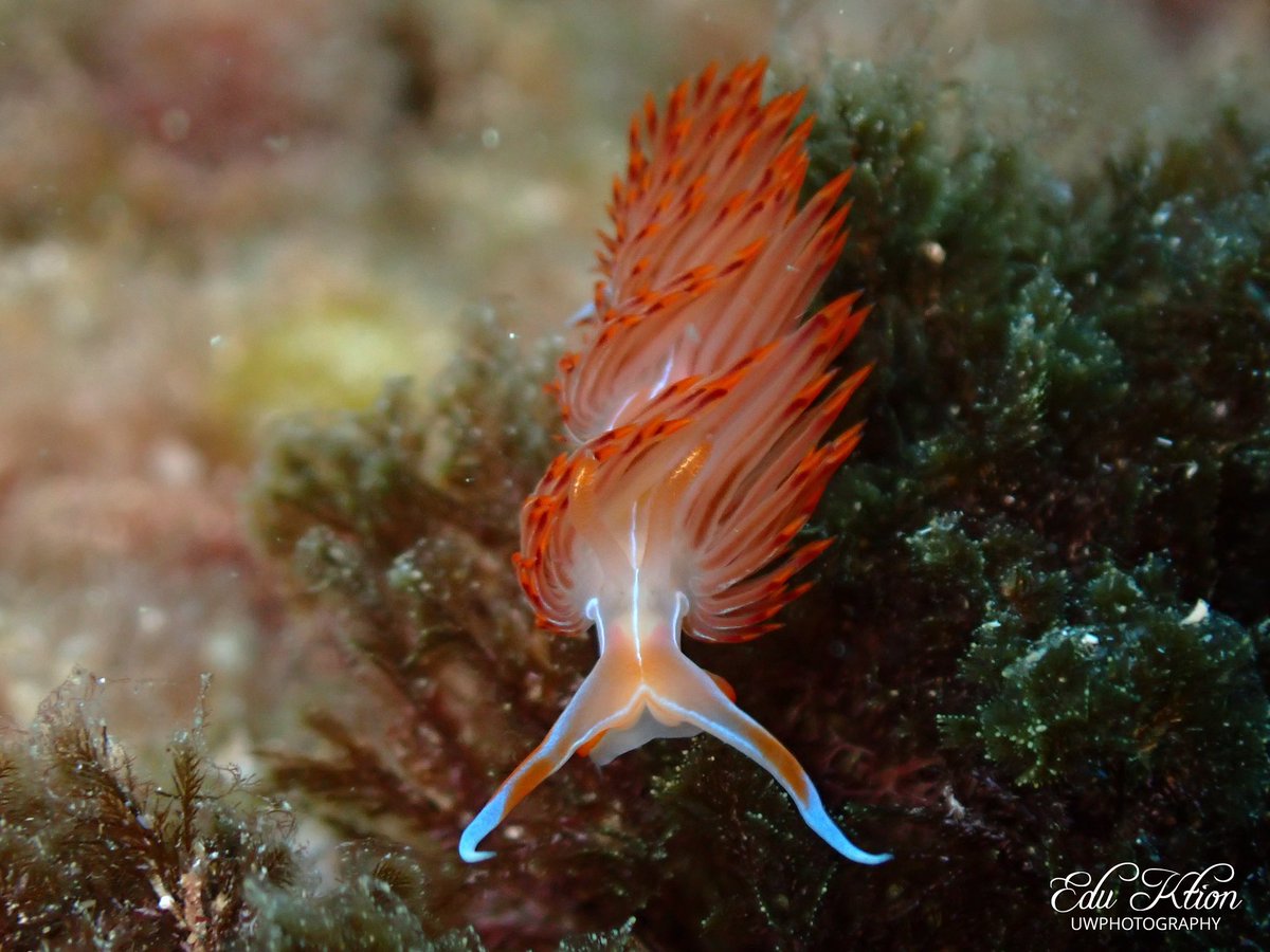 KtionEdu's tweet photo. Nemesignis banyulensis
📸 @ealcaniz (Not edited pics)
#explore #padi #scuba #scubadiving #snorkeling #ocean #sea #mediterrano #sealife #lifestyle #nature #discovery #nationalgeographic #amazing #fun #photography #underwater #uwphotography #fecdas #nudipics https://t.co/sSk0DWSnhg