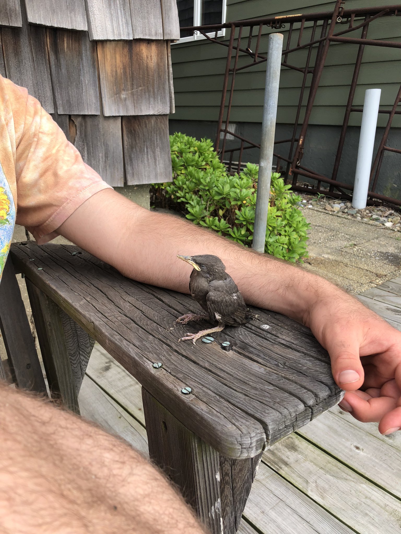 isabel on Twitter: "This baby bird walked up to us and asked us for