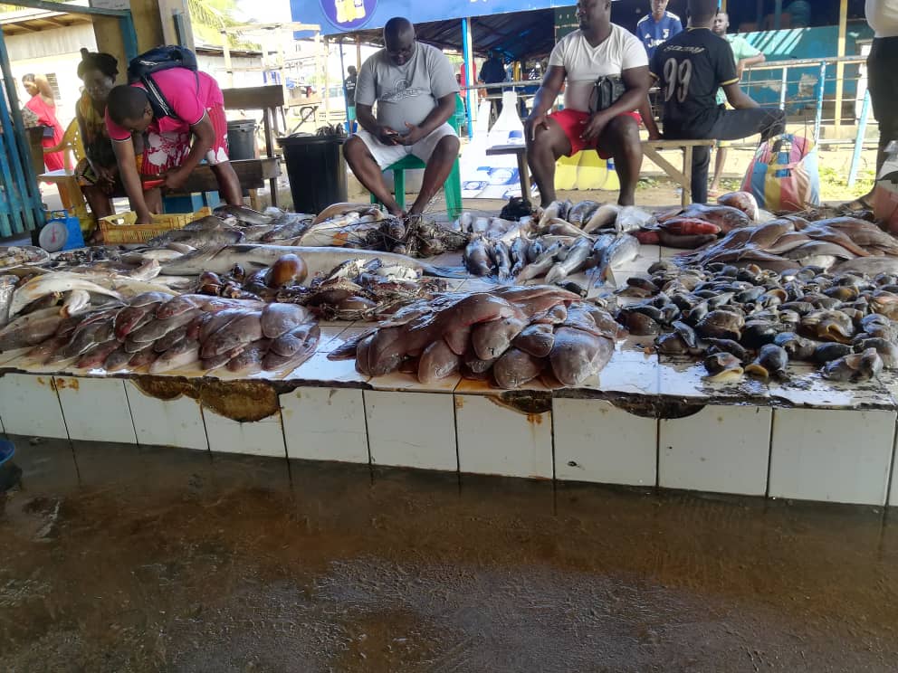 Cameroon: Two Fishes! One Fish! No Fish; Tale of A Depleting  Ocean

voiceofnaturenews.info/cameroon-two-f…