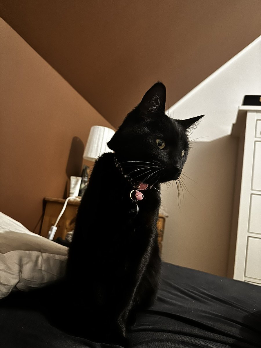 Þorbjörg Snorrad tweet media