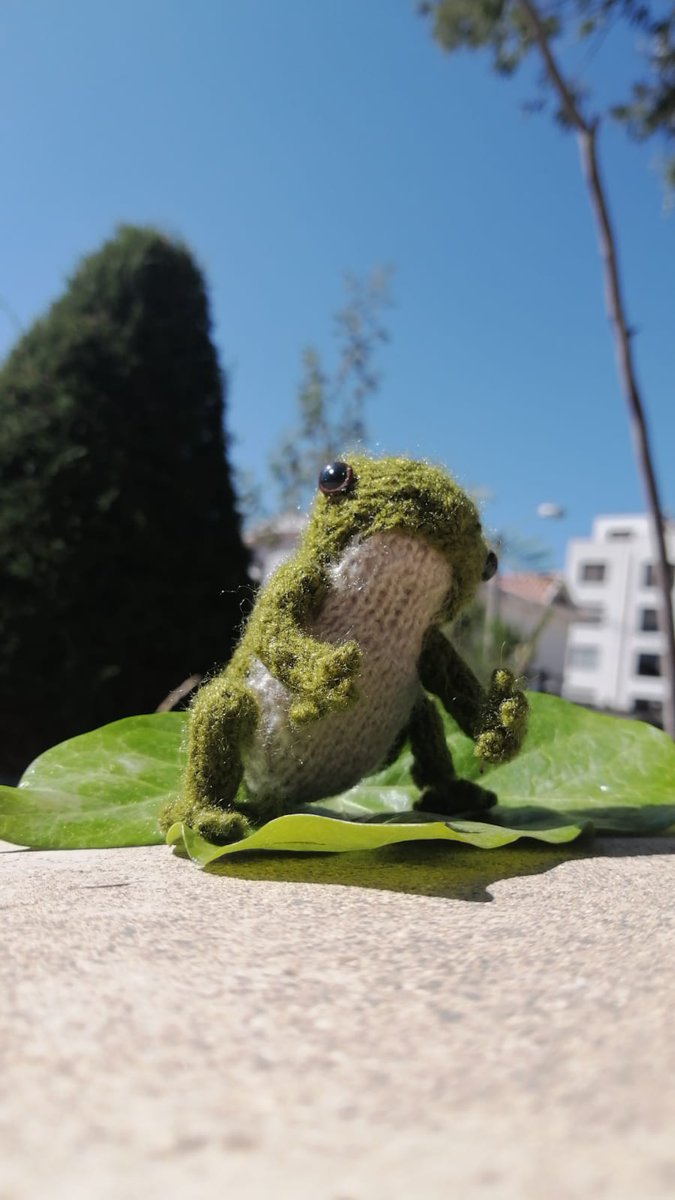 Psickitty's tweet photo. Aqui de chill... #knittingfrog https://t.co/fMPxuk13qN