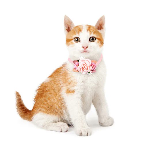 Take a pretty picture of your fur baby in these flowerdy collars. https://t.co/a9NGAdU5Fd https://t.co/GMOy7uA8Nm