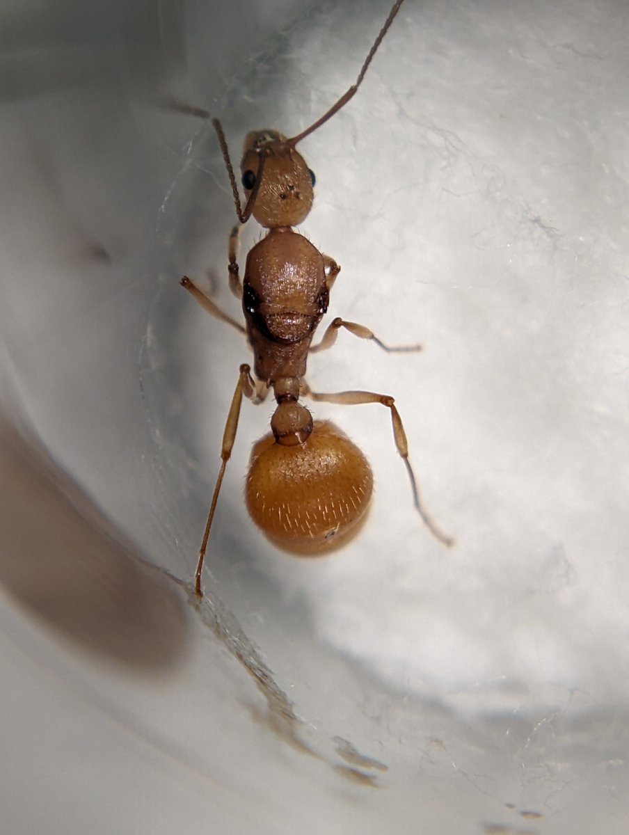 CicadaFun's tweet photo. More Aphaenogaster floridana! https://t.co/ZRW55oifHY
