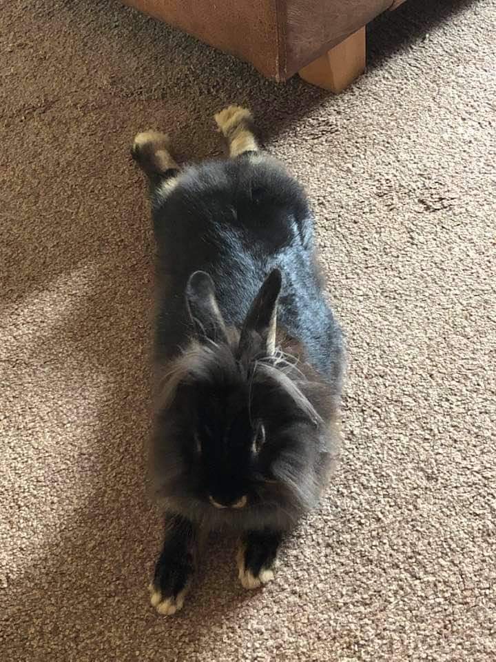 Sevenomous_'s tweet photo. Today, I had to say goodbye to Buster (3 years old). His life unfairly cut short by VHD. He had so many more years to give. Buster was full of personality. Just like the cats, he used the catflap as he pleased. You'd find him either nibbling the grass or lying in his bed. RIP https://t.co/5fB6YYdkNW