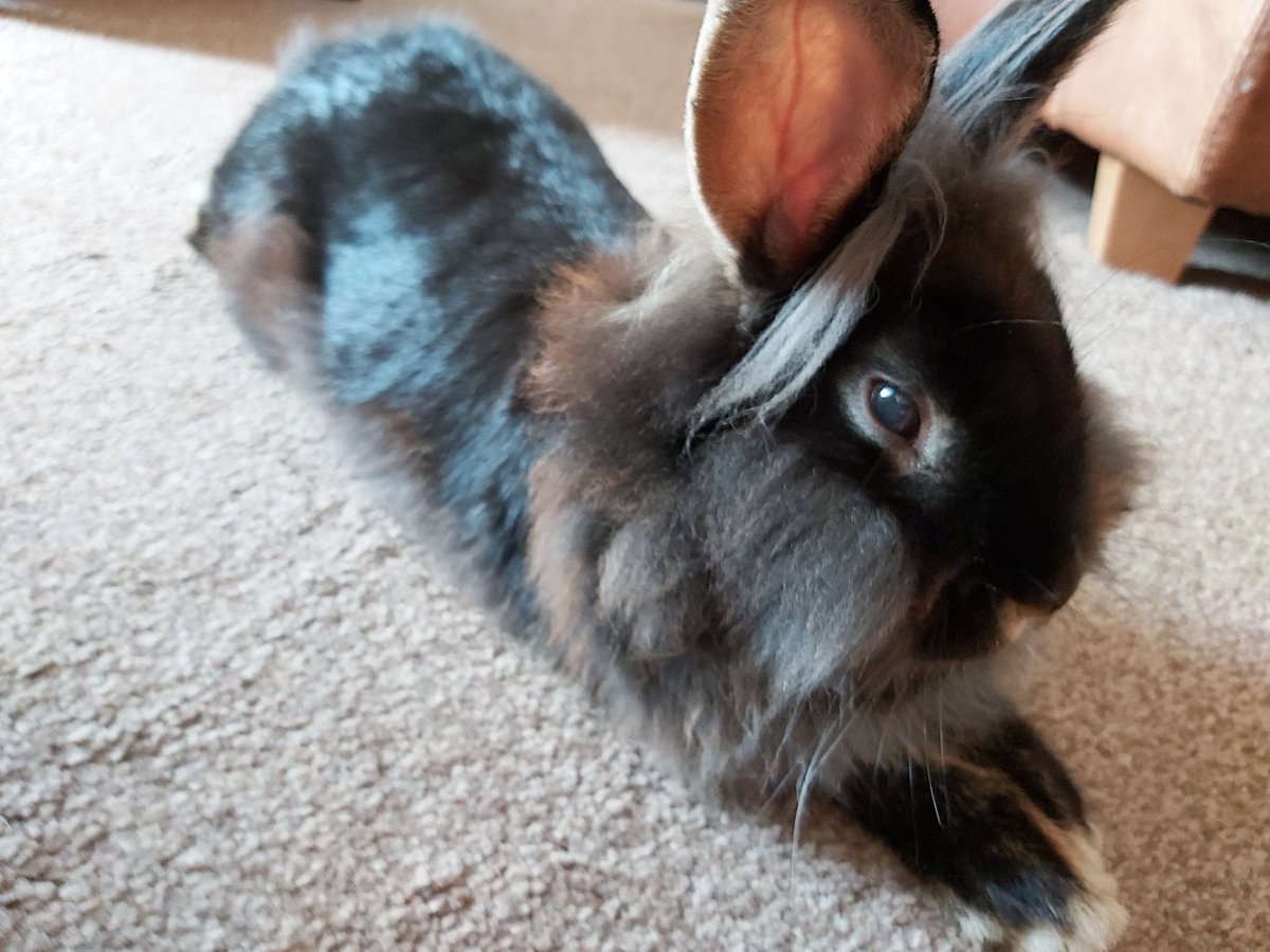 Sevenomous_'s tweet photo. Today, I had to say goodbye to Buster (3 years old). His life unfairly cut short by VHD. He had so many more years to give. Buster was full of personality. Just like the cats, he used the catflap as he pleased. You'd find him either nibbling the grass or lying in his bed. RIP https://t.co/5fB6YYdkNW