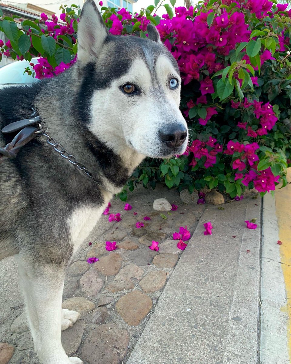 ChrisRoblesArel's tweet photo. Ya 6 años de tomarle fotos al más hermoso y precioso del mundo. 🐺💙 https://t.co/dhR8BC23hP