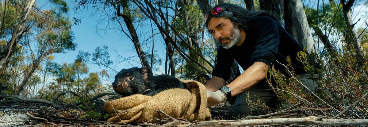 🧐 New paper alert: The #tumour is in the detail: Local phylogenetic, population &amp; epidemiological dynamics of a transmissible #cancer in Tasmanian devils. Pub via <a href="/EvolAppJournal/">Evolutionary Applications</a>. 
wildgenesgroup.com/2023/07/03/the…