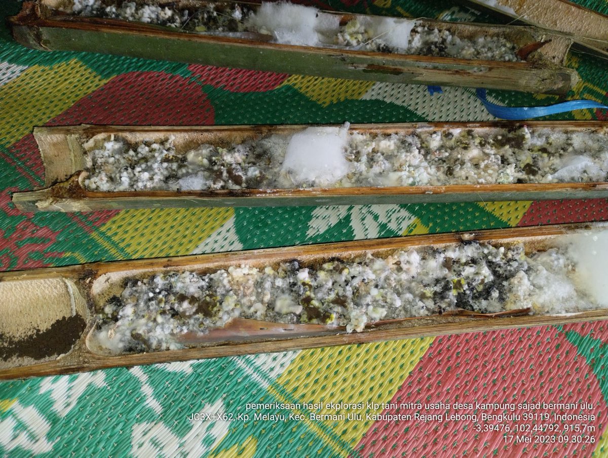 ditlin_tp's tweet photo. Hola SobaTani 
Kali ini kabar terkini dari kelompok tani (Poktan) Mitra Usaha penerima manfaat kegiatan P4 yang sedang melakukan pemurnian hasil eksplorasi. Poktan yang berlokasi di Desa Kampung Sajad, Kec. Bermani Ulu, Kab. Rejang Lebong, Provinsi Bengkulu ini sebelumnya sudah https://t.co/VC0q3rzPn9