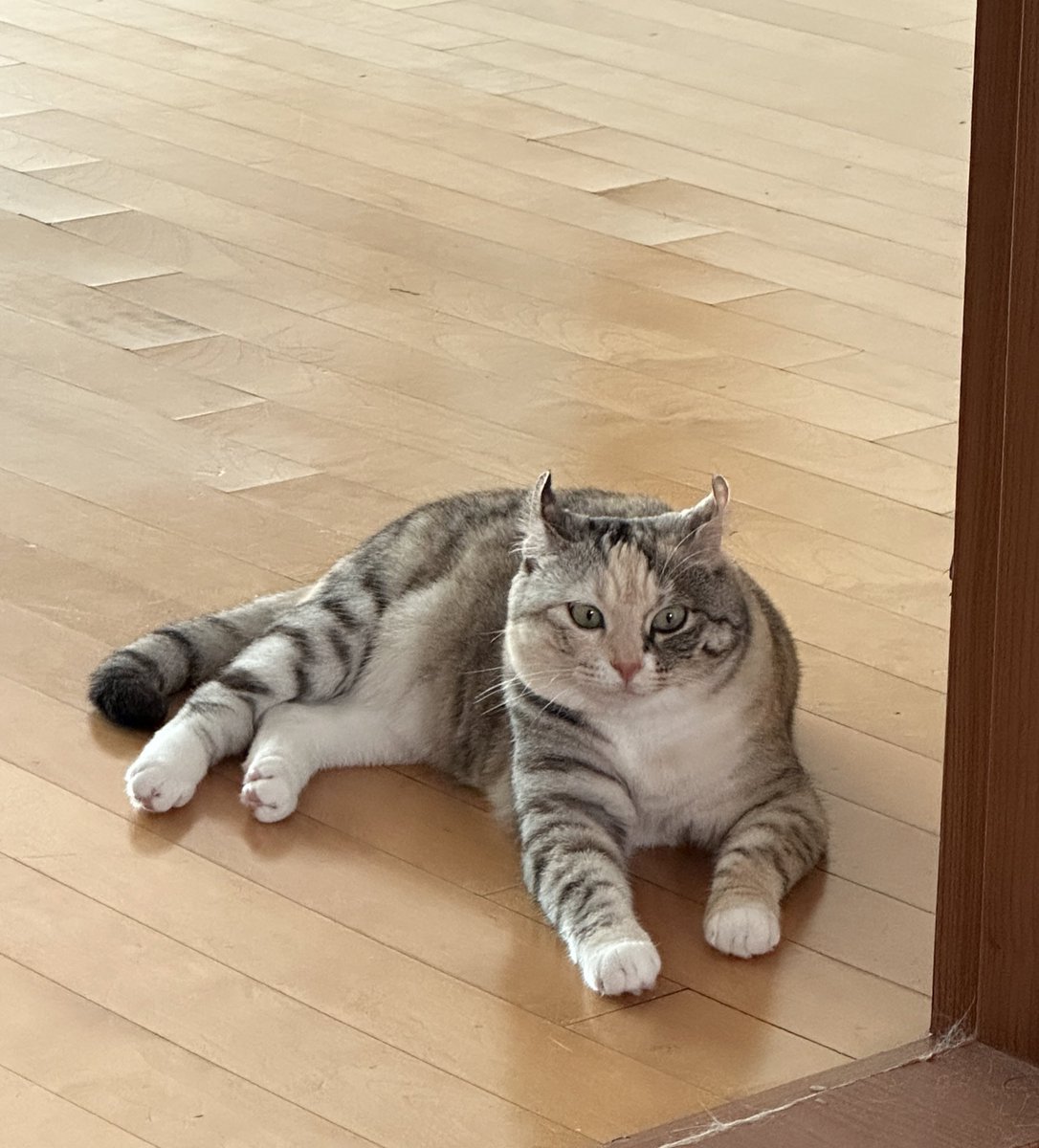 morae___sand's tweet photo. 옆집 이사 소리에 예민마징가모드유지중 https://t.co/MqTLjLZlep