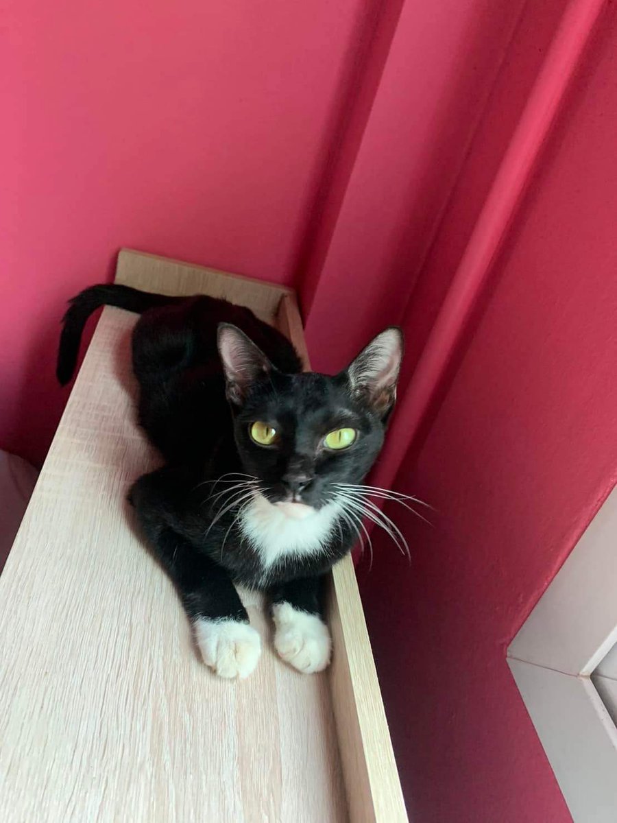 BokNamJeff_1016's tweet image. 왜이리도 귀여우신지 😆
가족 모두가 귀요미 종합셋트 

#JeffSatur 
#pramycat #pram #pramycatxjeffsatur 
#อาหารแมวพราอร่อยทุกค่าตอบโจทย์ทุกซอง