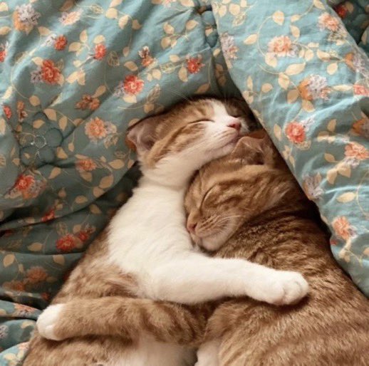 Kaimelia as cats #kaimelia #kaimeliaascats