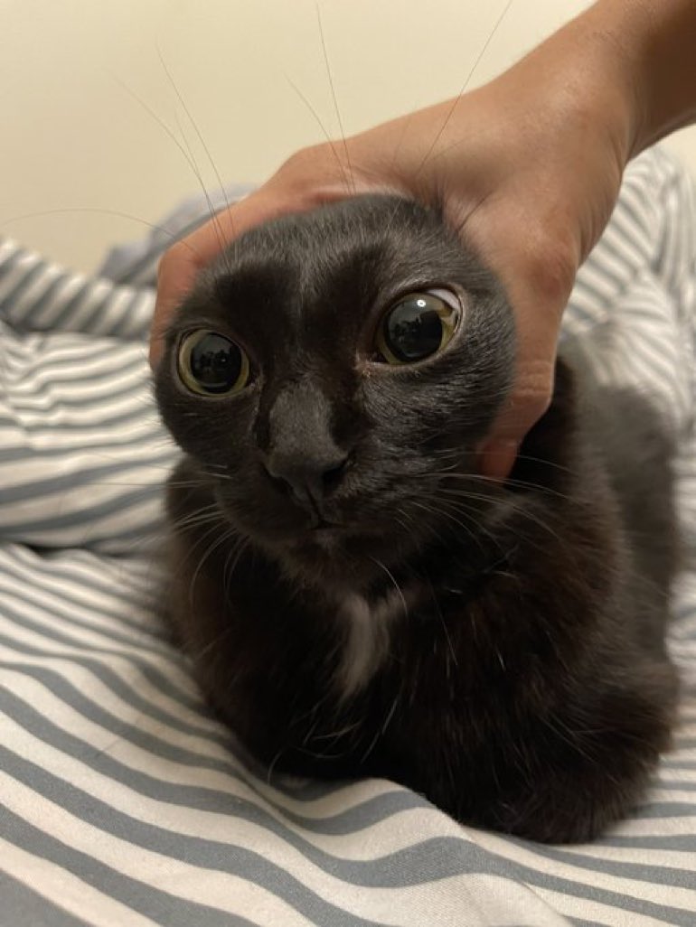 Cats with their heads held back (@catsheld) on Twitter photo 