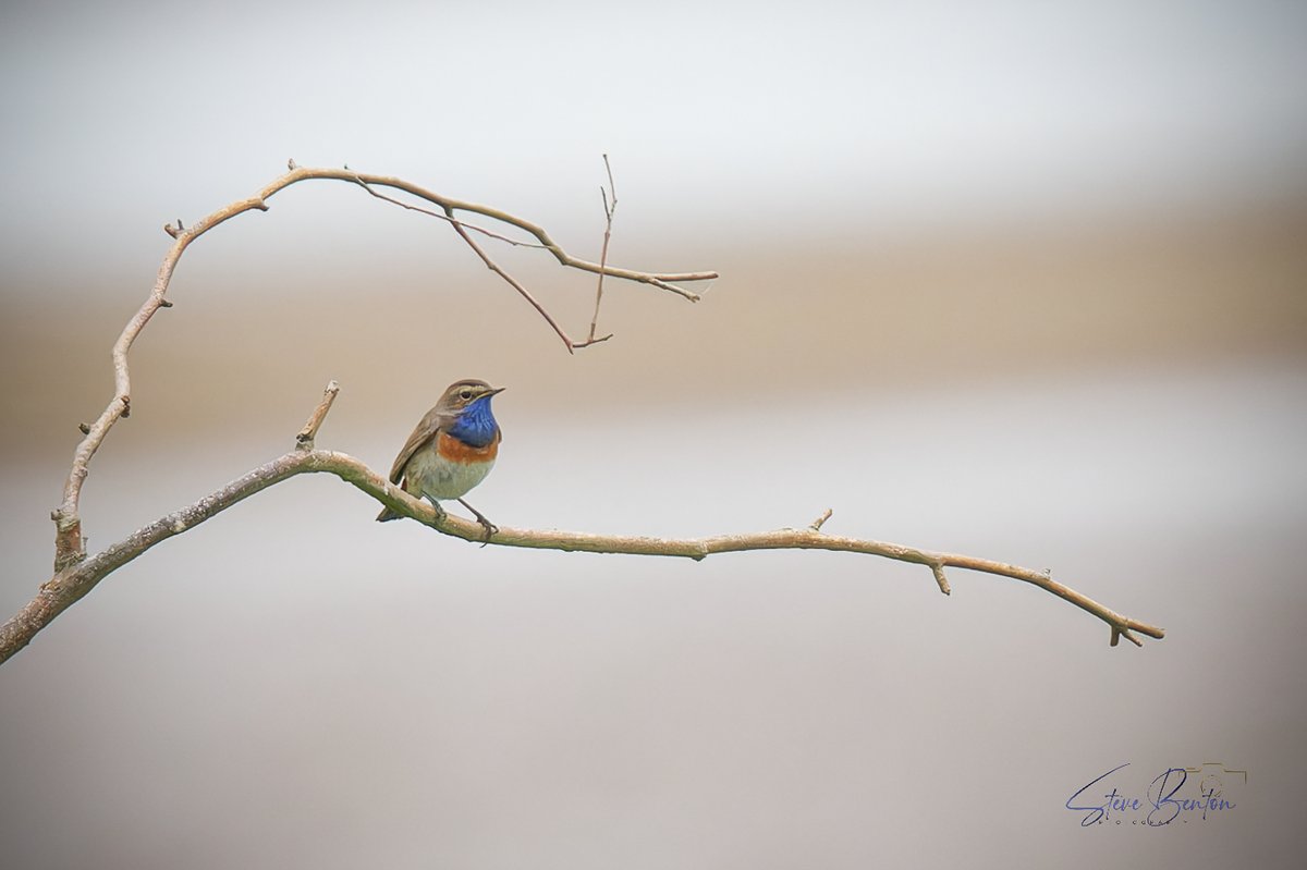 A life time tick for me, the Slimbridge Bluethroat. Heavy crops as the bird remained quite distant but a beautiful rarity to the UK. @RSPBCymru @WildlifeMag @BBCSpringwatch @BirdwatchExtra #bluethroat