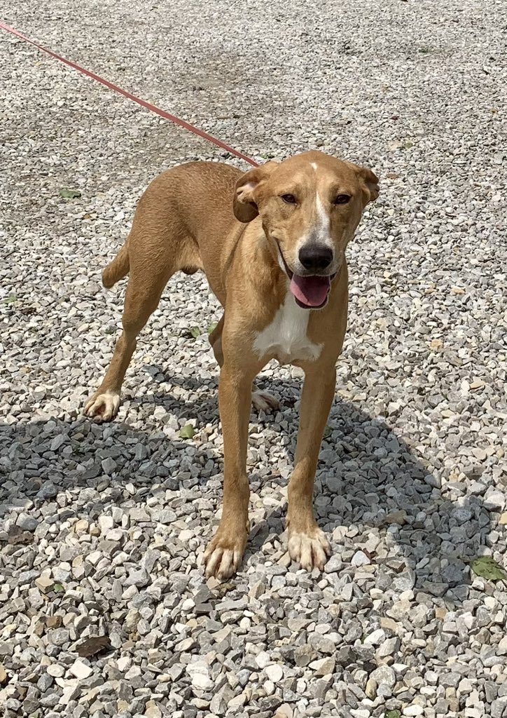 Warrick Humane Society 🐾 tweet media