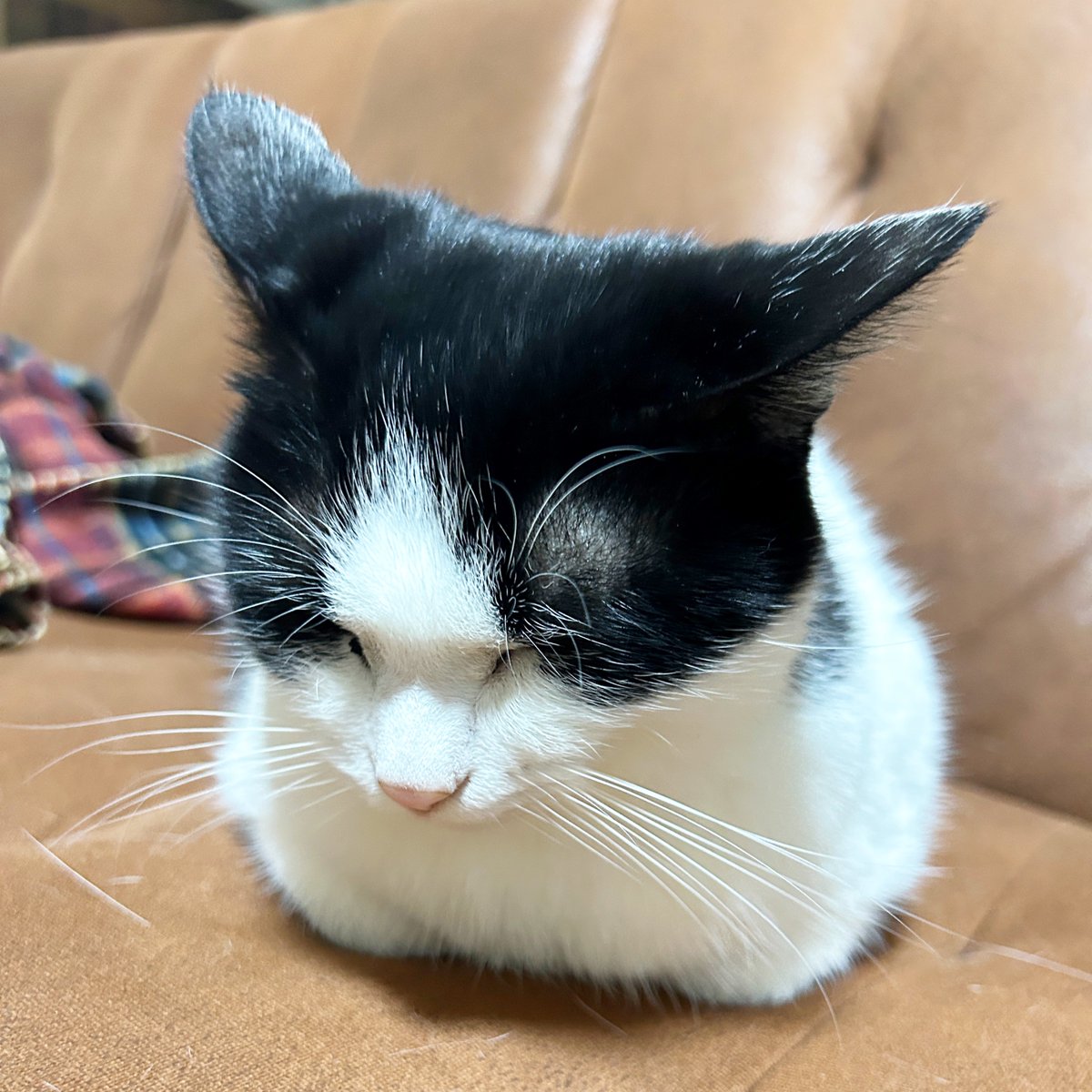 月曜日おはーにゃーん😸

 #げつようび #ハチワレネコ