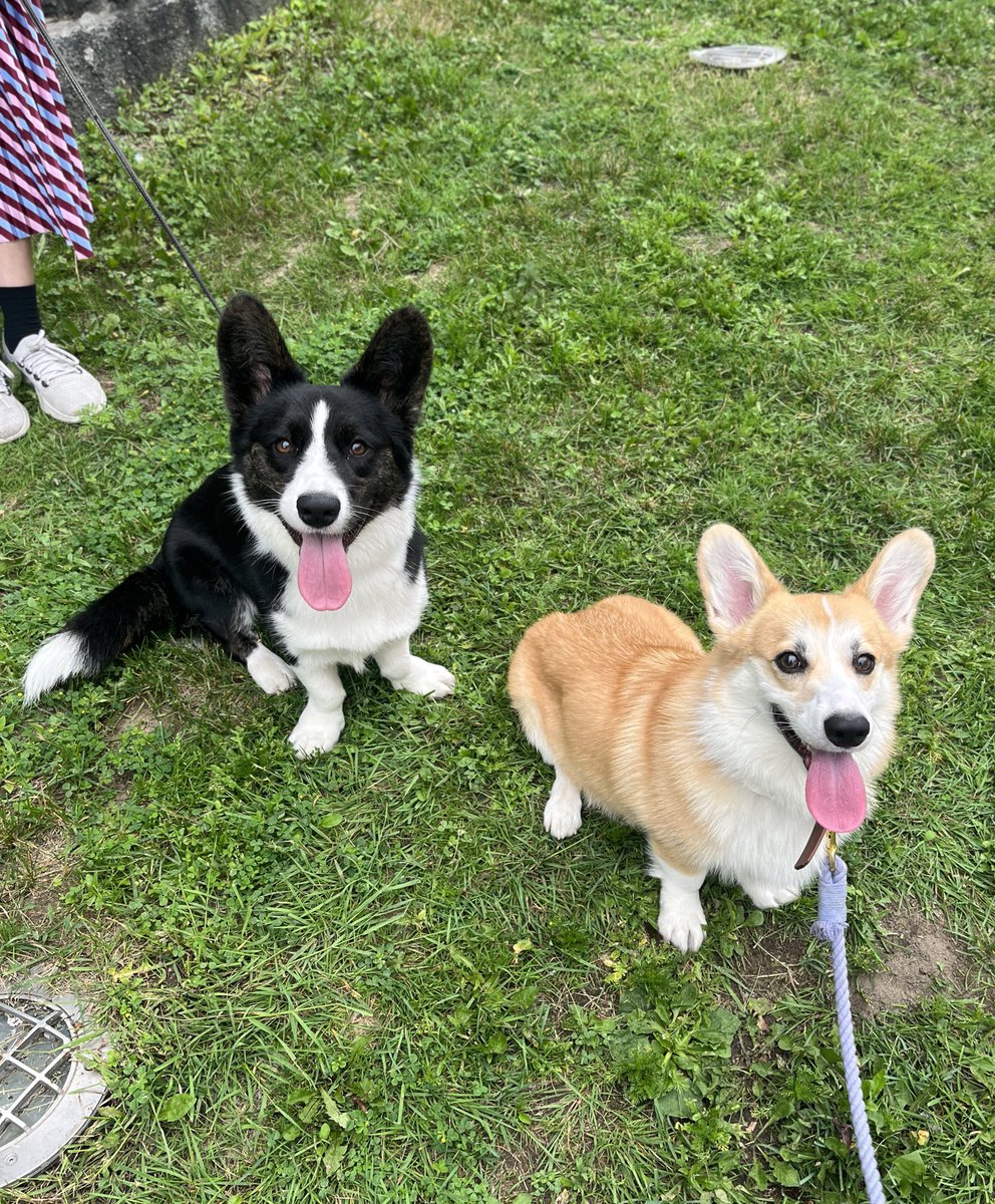 Moka the Corgi tweet media