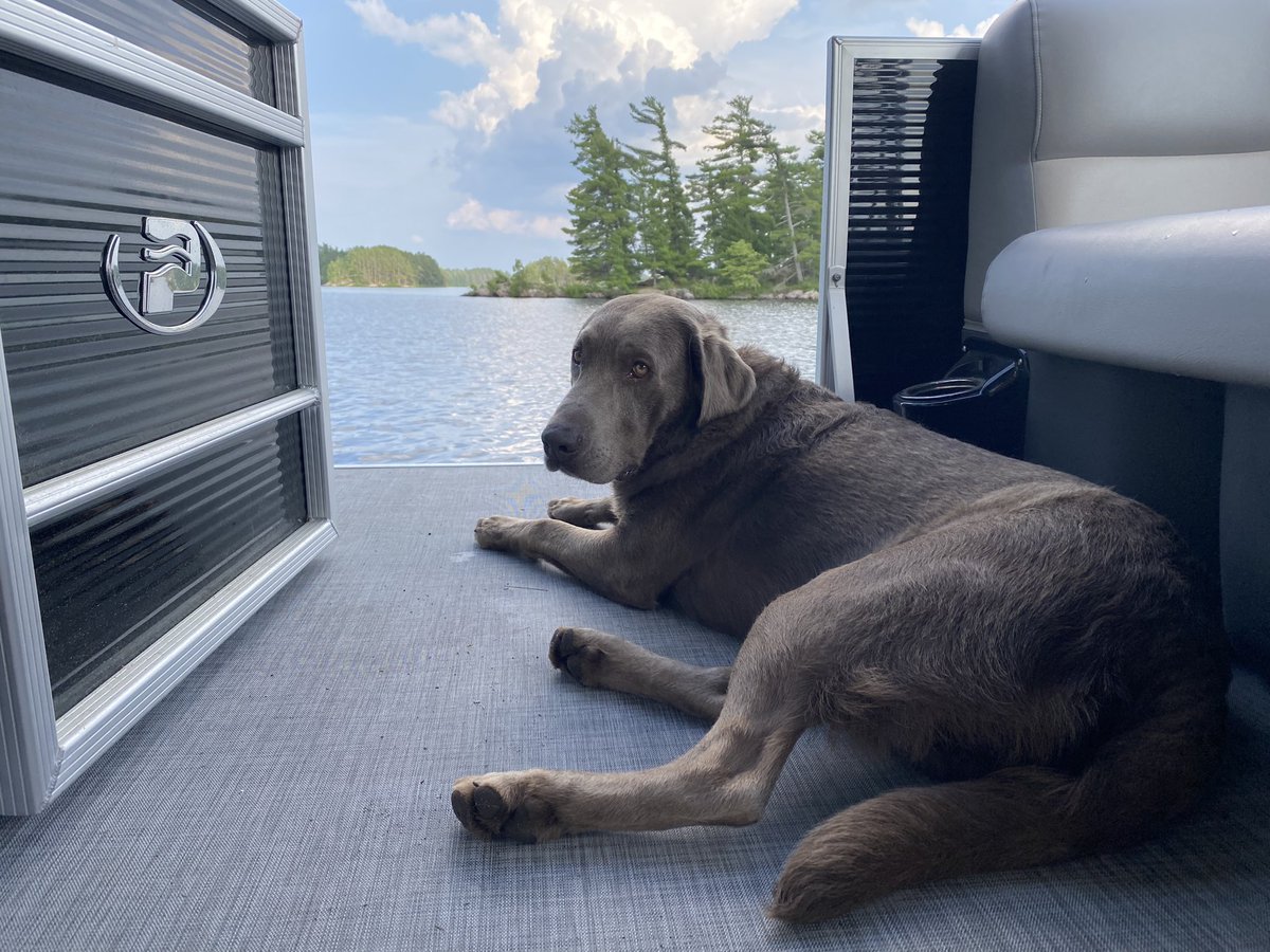 Moose has found his happy place on this hot day. #lakenipissing #princecraftpontoon #labradorretriever