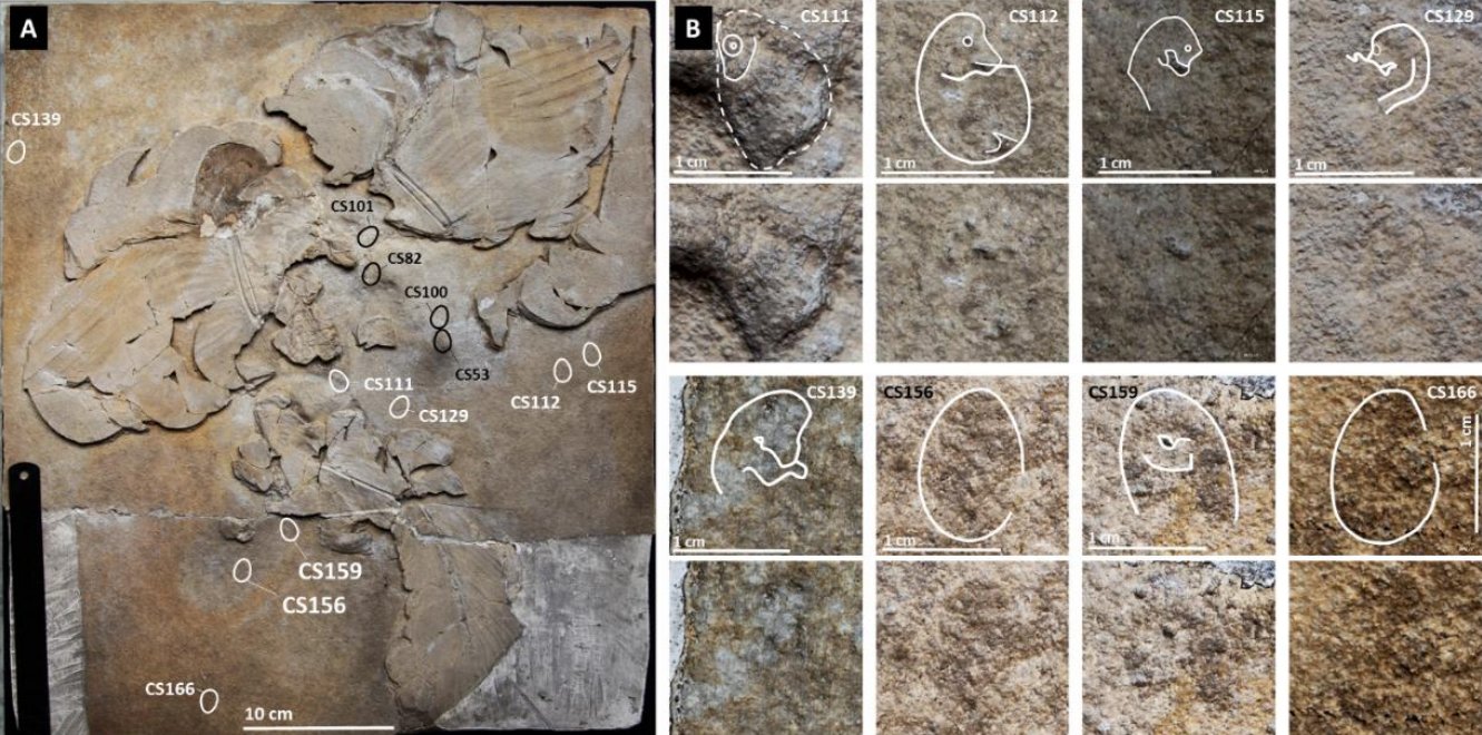Tyler Greenfield on Twitter "News in the world of paleocrankery the