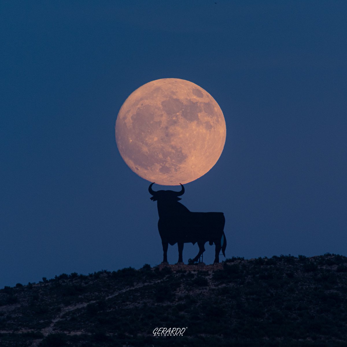 MeteOrihuela's tweet image. ¡Y ese toro enamorado de la #Luna! Esta noche (02/07/2023), vistas de la #Luna prácticamente llena desde el entorno de #MonforteDelCid (#Alicante). Al plenilunio del mes de #julio se le conoce coloquialmente como "#LunaDelCiervo". Imágenes: @Gerardocayuelas.