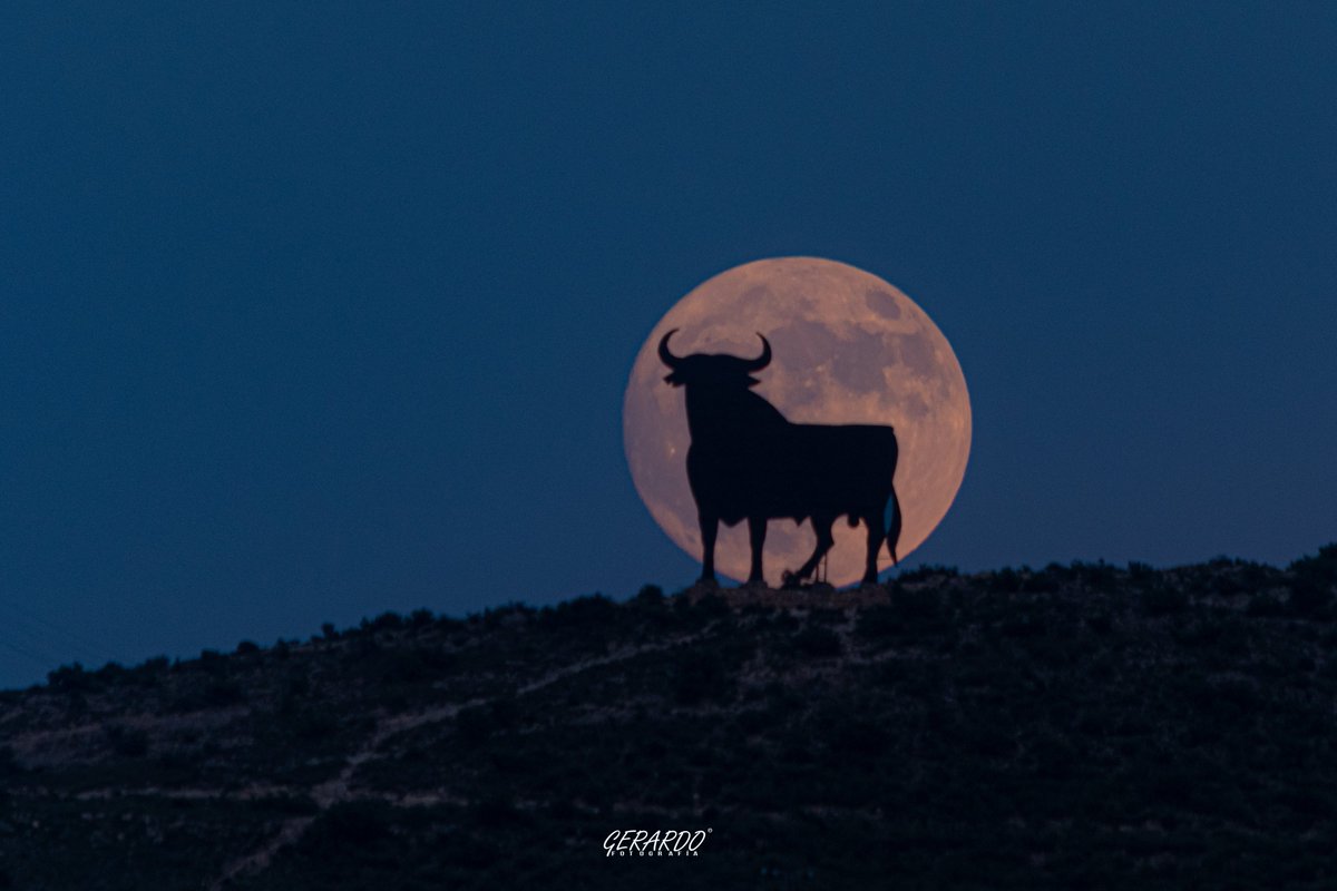 MeteOrihuela's tweet image. ¡Y ese toro enamorado de la #Luna! Esta noche (02/07/2023), vistas de la #Luna prácticamente llena desde el entorno de #MonforteDelCid (#Alicante). Al plenilunio del mes de #julio se le conoce coloquialmente como "#LunaDelCiervo". Imágenes: @Gerardocayuelas.