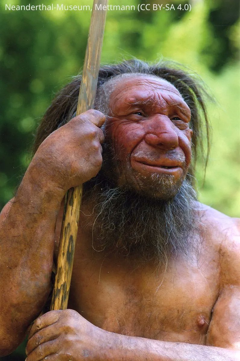 eLife's tweet photo. How much does Neanderthal DNA contribute to phenotypic variation in humans today? https://t.co/gwvu0IxX5D https://t.co/b1wVvedZDE
