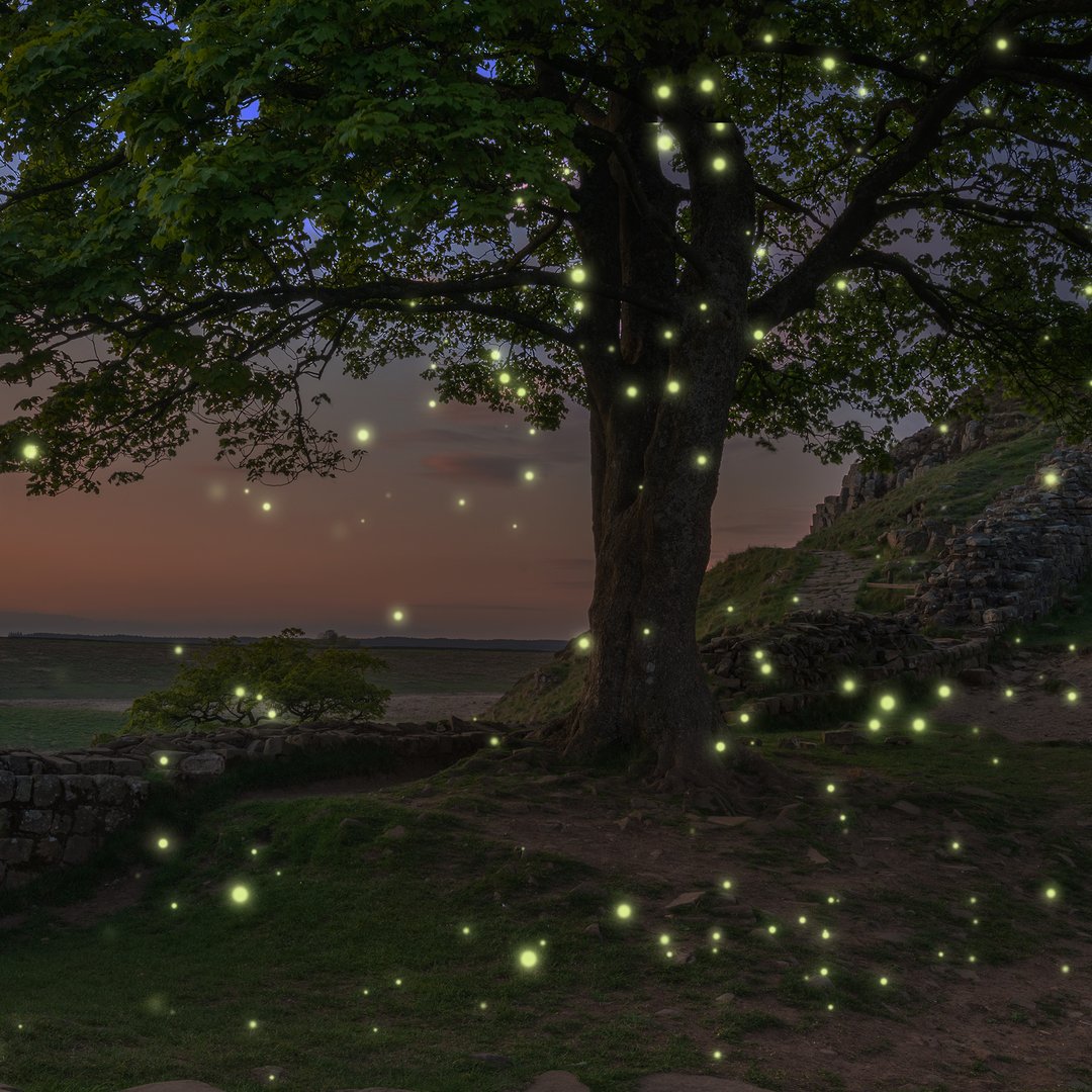 NC Science Trail (@trailnc) on Twitter photo It's World Firefly Day. Did you know that as recently as 50 years ago 50 million fireflies were harvested in the US for the luminescent chemical in their bodies? But that chemical can now be synthetically produced in labs!
#WorldFireflyDay #NCScienceTrail #ExperienceourScience It's World Firefly Day. Did you know that as recently as 50 years ago 50 million fireflies were harvested in the US for the luminescent chemical in their bodies? But that chemical can now be synthetically produced in labs!
#WorldFireflyDay #NCScienceTrail #ExperienceourScience