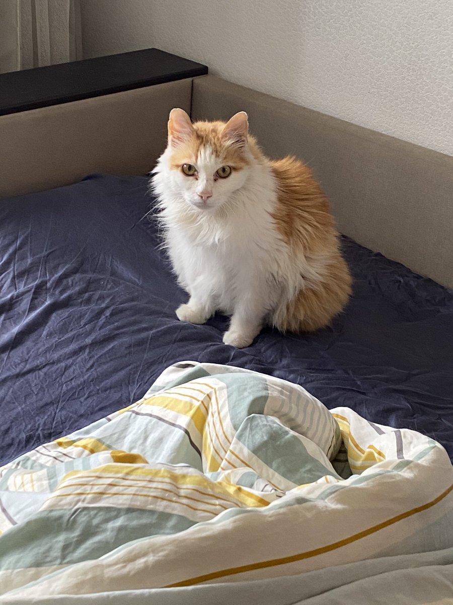 белка аргонавт 🤍💙🤍 tweet media