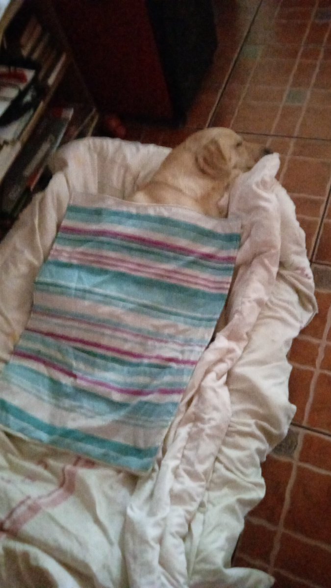 profelopezp's tweet photo. Luego de conversar sobre relativismo cultural #Awkan dijo que iba a tomar una siesta. Aquí el lindo ... Ya lleva 3 horas. https://t.co/8GnXJ038AN