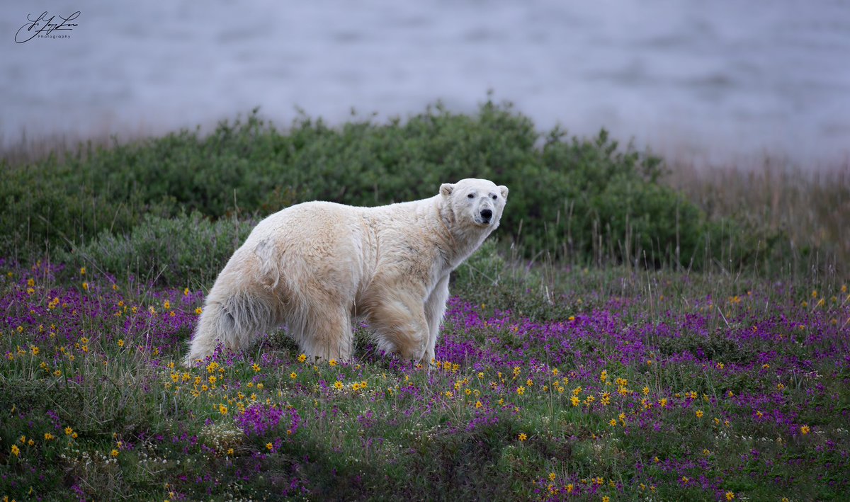 Dijune1's tweet photo. On June 22nd, I captured my first photo of a polar bear at sunset amidst the beautiful tundra flowers in Churchill. Normally, polar bears are not present at this time due to the warm climate and lack of ice on the edge. However, because of climate change, they returned early. https://t.co/qBPUGyEQKW