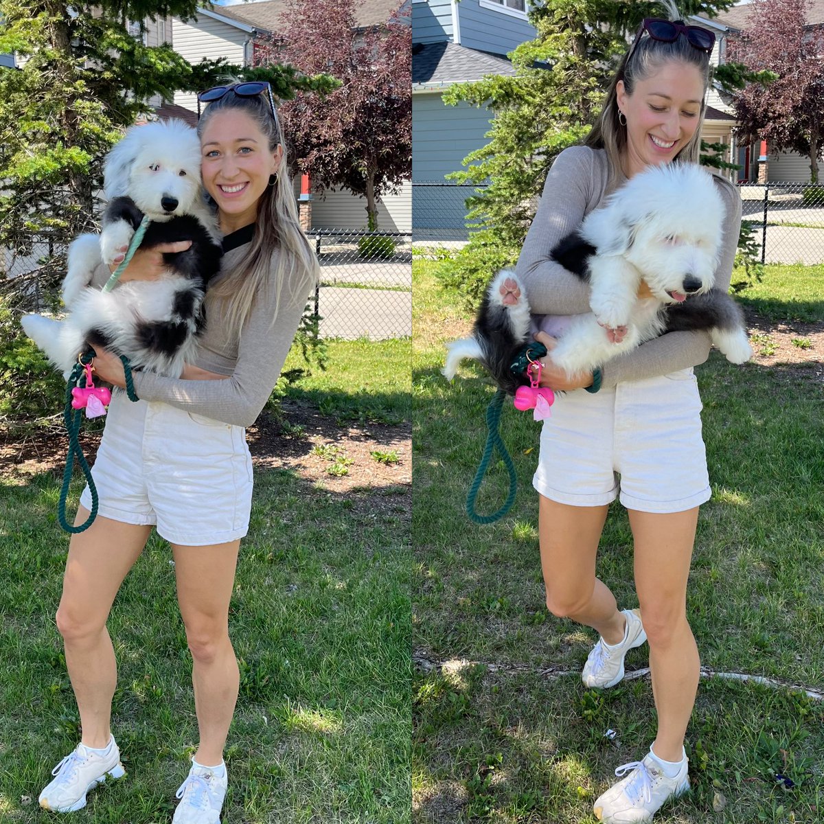 air_canada1's tweet image. Officially Roommates 🥹🍀💕 Life’s about to get a whole lot more fun #Sheepadoodle