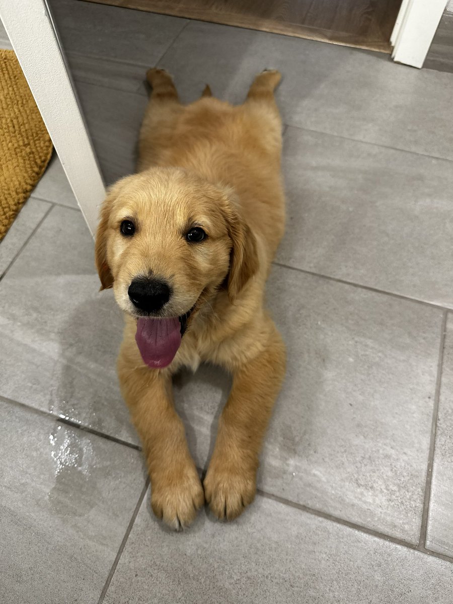 Justin Greenbaum tweet media