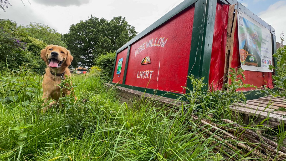 @finredmoonshine checking out Rose Willow at @LHCRT1 earlier today, on a to be restored section of canal. #canalrestoration #lichfieldcanals #goldenretrievers #goldenpuppy #puppyphotos #boatsthattweet #lifesbetterbywater @CRTWestMidlands @CanalRiverTrust