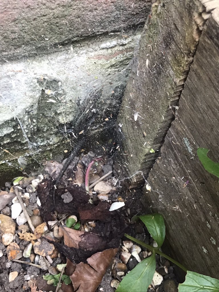 28 - terrible photo but I promise there is a lizard in it! Spending some time in the garden 💚 My style of gardening is definitely “wildlife gardening” #30DaysWild #NewForest