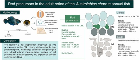 Muy orgullosos de la reciente publicación del Laboratorio de Neurobiologia Comparada del IIBCE-Facultad de Ciencias de los progenitores  en la retina de Austrolebias charrua
M.L. Herrera a b, S. Silva a, I. Berrosteguieta a, G. Casanova c, J.C. Rosillo a d, A.S. Fernández a e