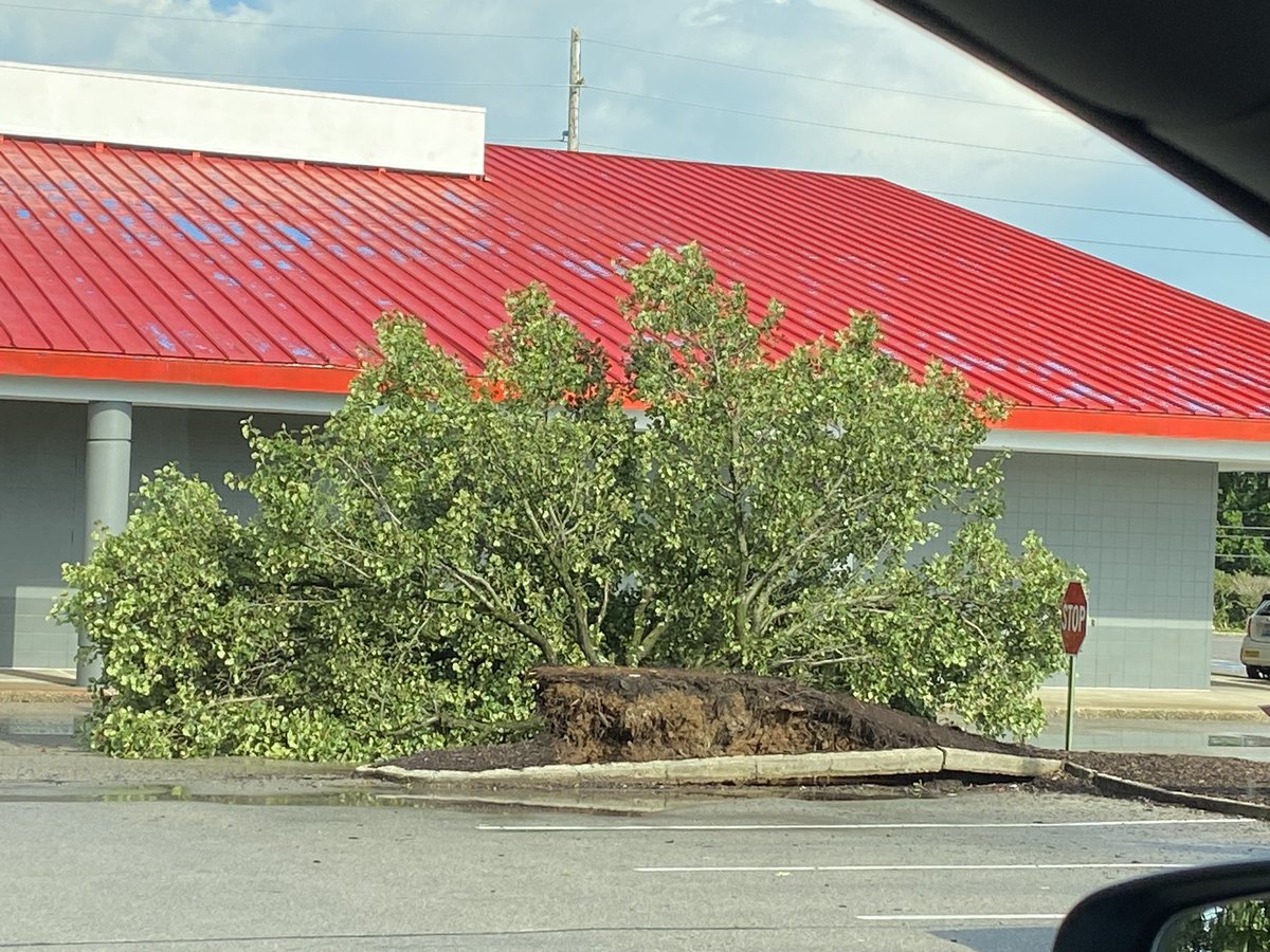 This storm was bad enough to pull a tree up by the roots and for the roots to pull up the curb! @BillMeck @Kentuckyweather #KentuckyWeather