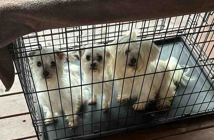 KeithOlbermann's tweet photo. OK BEFORE TWITTER MELTS IN YOUR HANDS help these 3 beautiful neglected Maltese. 

Mom died; “Dad” left them in a cage on the porch in 91 degree heat! Angelina, L’il Bit and Prince can survive but they need lots of care.

Donate here and PLEASE RT THE TRIO! https://t.co/hYWA9DhaF5 https://t.co/3mPR86EORi