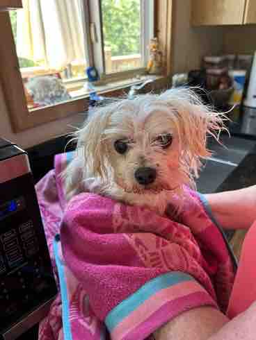 KeithOlbermann's tweet photo. OK BEFORE TWITTER MELTS IN YOUR HANDS help these 3 beautiful neglected Maltese. 

Mom died; “Dad” left them in a cage on the porch in 91 degree heat! Angelina, L’il Bit and Prince can survive but they need lots of care.

Donate here and PLEASE RT THE TRIO! https://t.co/hYWA9DhaF5 https://t.co/3mPR86EORi
