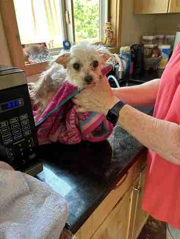KeithOlbermann's tweet photo. OK BEFORE TWITTER MELTS IN YOUR HANDS help these 3 beautiful neglected Maltese. 

Mom died; “Dad” left them in a cage on the porch in 91 degree heat! Angelina, L’il Bit and Prince can survive but they need lots of care.

Donate here and PLEASE RT THE TRIO! https://t.co/hYWA9DhaF5 https://t.co/3mPR86EORi
