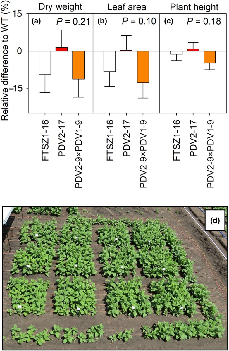 Is chloroplast size optimal for photosynthetic efficiency? Głowacka et al. @steven3ver @CSA_WUR @PlantPhys_Cam @RIPEproject @Glowacka_Lab @Sahay.Seema47 @UNL_PSI 📖ow.ly/nVoG50P1FZz